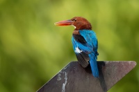 Lednacek hnedohlavy - Halcyon smyrnensis - White-throated Kingfisher o5416